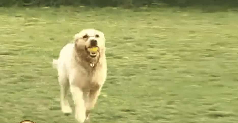 ​​20节专业训犬视频教程：新手养狗必备指南​-寒山客